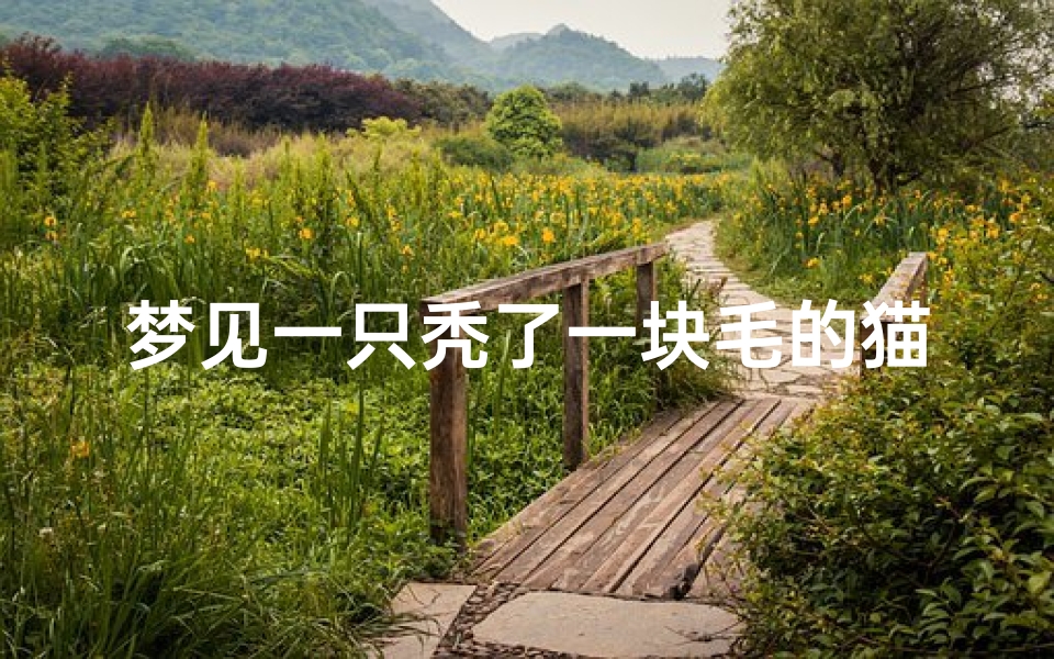 梦见一只秃了一块毛的猫,梦见一只秃了一块毛的猫什么意思