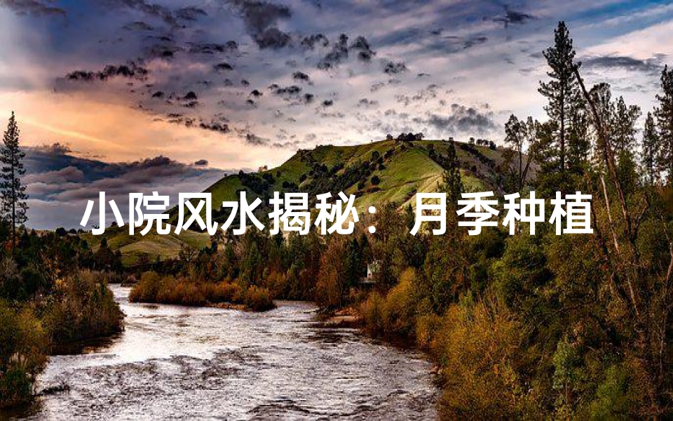 小院风水揭秘：月季种植吉凶辨