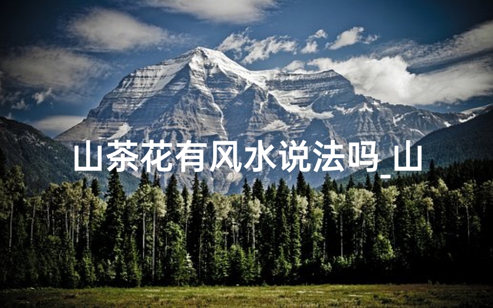 山茶花有风水说法吗_山茶花 风水