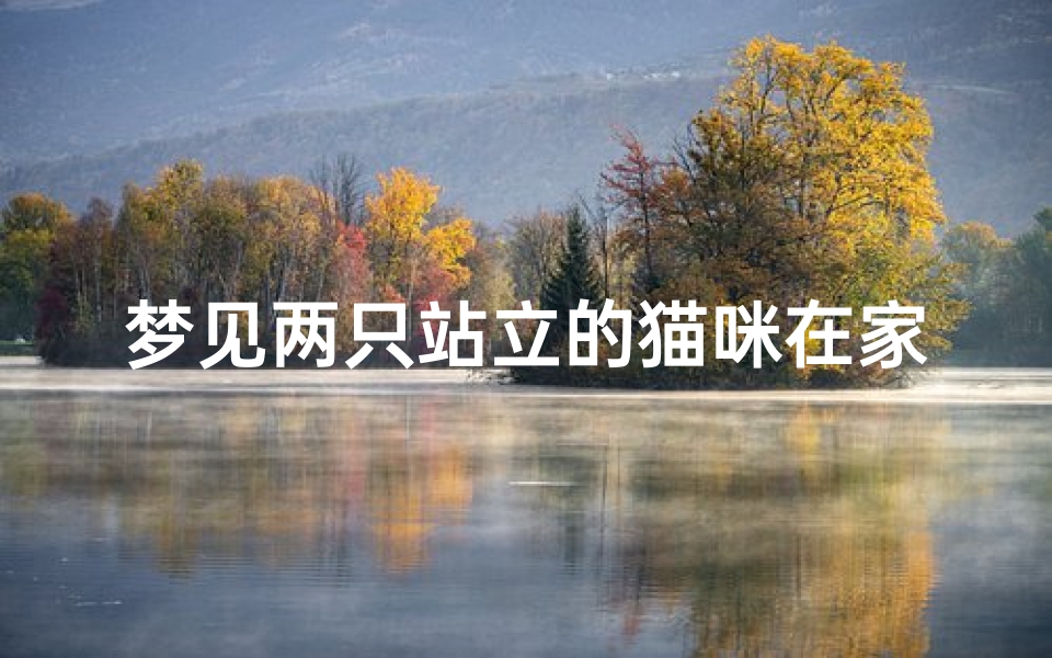 梦见两只站立的猫咪在家里_梦见两只猫在我家